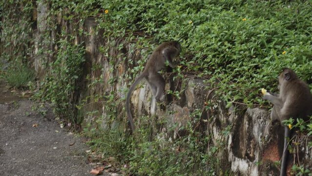 Crab-eating Macaque Runs On The Ground With Food In Its Mouth. Macaca Fascicularis In Con Dao, Vietnam. tracking shot