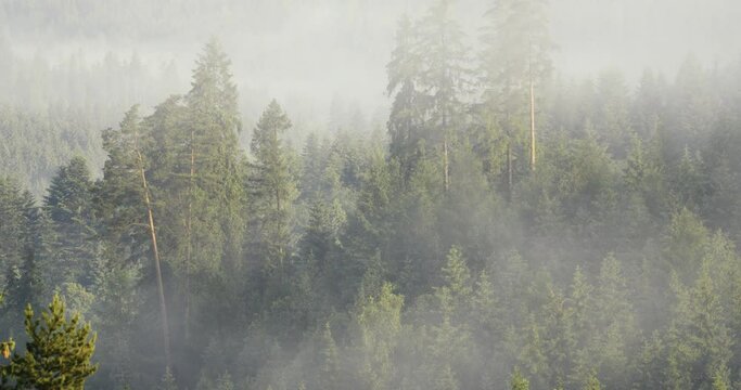 Timelapse. Fog rolling over the forest tops
