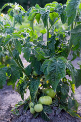 Growing a tomato on an eco-farm.