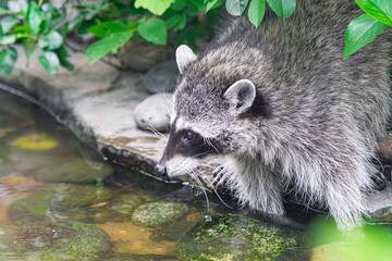 raccoon, (Procyon lotor),  with its paws in a small river, with vegetation background