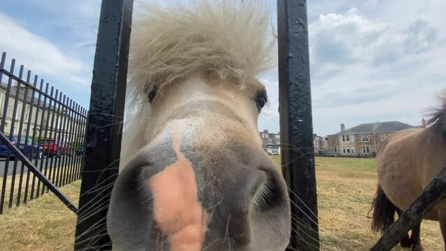 Two Shetland ponies are behind metal railings in a field near houses