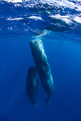 Family of sperm whales sleeping in the ocean