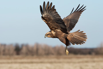 Western marsh harrier (Circus aeruginosus)