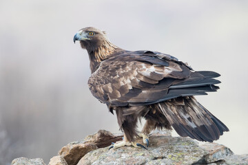 Golden eagle (Aquila chrysaetos) in the wild