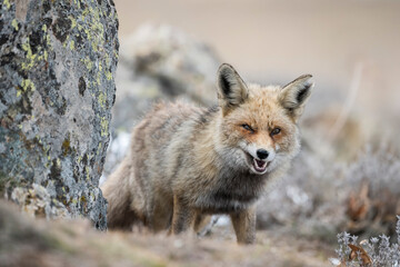 Naklejka na ściany i meble Red fox (Vulpes vulpes) in the wild
