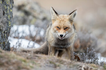 Red fox (Vulpes vulpes) in the wild