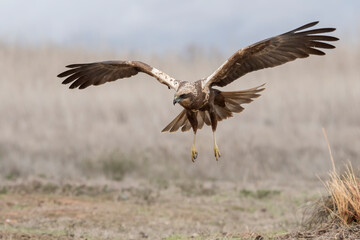 Western marsh harrier (Circus aeruginosus)
