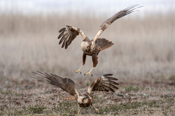 Western marsh harrier (Circus aeruginosus)