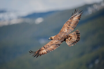 Golden eagle (Aquila chrysaetos) in the wild
