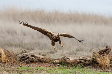 Western marsh harrier (Circus aeruginosus)