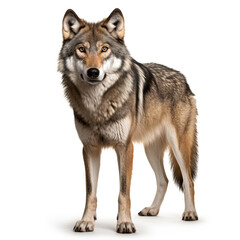 Obraz premium adult wolf isolated white background Created with GenAI Software