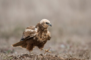 Western marsh harrier (Circus aeruginosus)