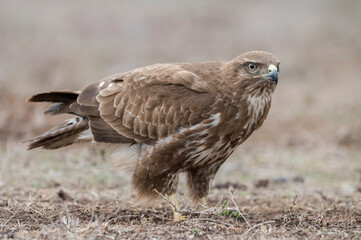 Common buzzard (Buteo buteo) in the wild