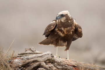 Western marsh harrier (Circus aeruginosus)