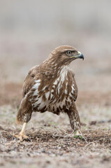 Common buzzard (Buteo buteo) in the wild