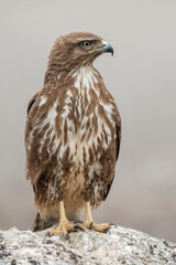 Common buzzard (Buteo buteo) in the wild