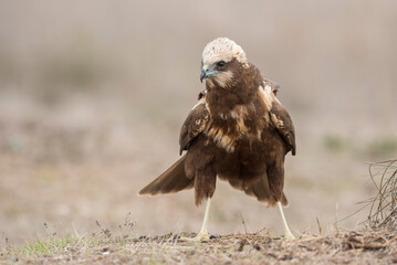 Western marsh harrier (Circus aeruginosus)