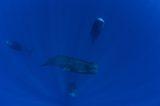 Family of sperm whales sleeping in the ocean