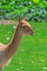 The vicu&ntilde;a, (Lama vicugna), head portrait close view, with green vegetation background