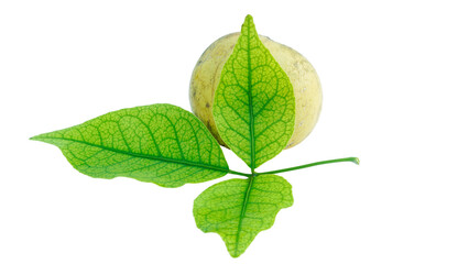 Medicinal Bael fruits with green leaf on white background. Tropical edible food,