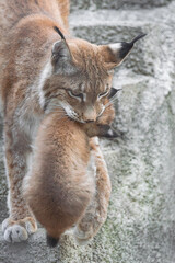 Eurasian lynx, (Lynx lynx), lynx mother carrying her cub