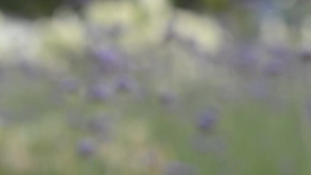 flowering meadow