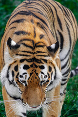 Siberian tiger, (Panthera tigris altaica),standing with head down, close view