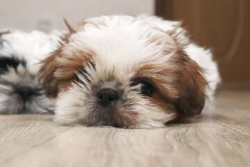A cute shihtzu puppy lies on the floor and looks at the camera. Close-up. Selective focus. Copyspace