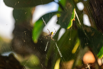 Spinne im Spinnennetz 