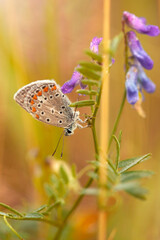 Motyl Modraszek Ikar w porannej rosie