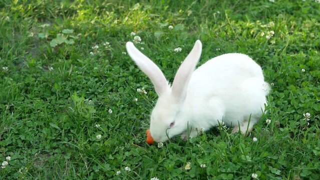 White rabbit on green grass eats a carrot. Small fluffy Easter Bunny with long ears in the meadow. Innocent animal friends and respect for nature. Symbol of easter day. Slow motion.