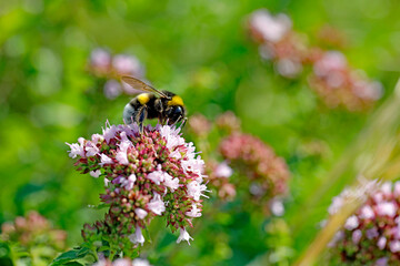 Hummel auf Pflanze