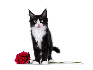 Cute black with white tuxedo Maine Coon cat kitten with naughty expression, standing up facing front with fake red rose and sticking out tongue. Looking towards camera. Isolated on a white background.