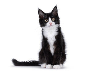 Cute black with white tuxedo Maine Coon cat kitten with naughty expression, sitting up facing...