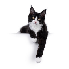 Cute black with white tuxedo Maine Coon cat kitten with naughty expression, laying down facing...