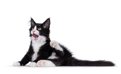 Cute black with white tuxedo Maine Coon cat kitten with naughty expression, laying down side ways cleaning butt. Looking away from camera. Isolated on a white background.