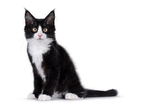 Cute black with white tuxedo Maine Coon cat kitten with naughty expression, sitting up side ways. Looking towards camera. Isolated on a white background.