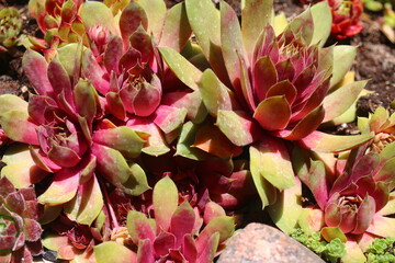 Fototapeta premium rojnik Tesoro sempervivum