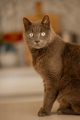 British short hair cat sitting on kitchen bench inside home waiting to be fed dinner
