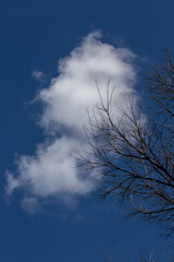 A white cloud in blue sky creates the illusion that its resting on a dry and bare tree branch