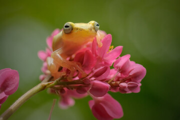 golden tree frog on pink flower