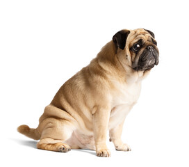 Obraz premium Purebred friendly funny Pug sitting and looking away, isolated on white background.