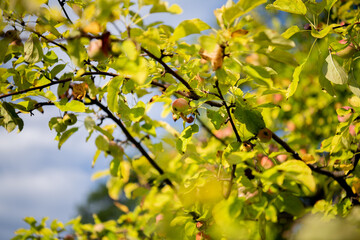 Apple tree