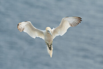 Northern Gannet (Morus bassanus)