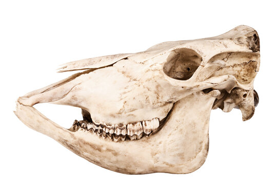 Profile of skull of domestic horse on a white background (Equus caballus)