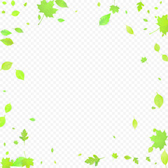 Leaves Falling Spring Flying Foliage Green Leaf