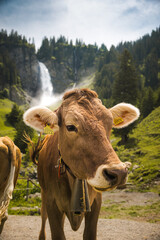 a swiss cow in front of Stäuber Waterfall in Schächental, Uri in summer
