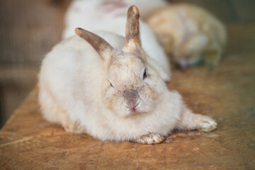 Llittle  white hares sitting at wooden board