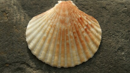 Fototapeta na wymiar Seashell on a dark background. Pink shell on black stone.