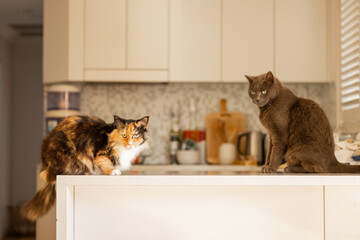 Two indoor cats sitting on kitchen counter waiting to be fed dinner